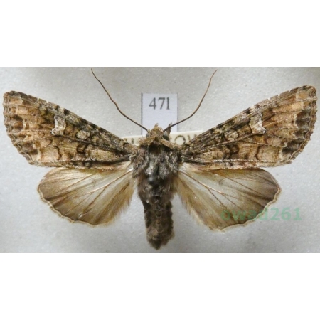 Anaplectoides prasina (Denis & Schiffermüller, 1775) Rolnica chwastówka Czech47l